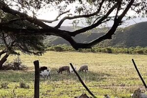 Complejos Cabañas El Socorro
