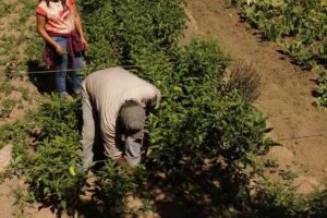 Cooperativa Red de Turismo Campesino