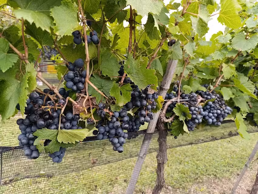 Córdoba Wine Travel