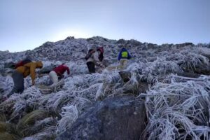 Dandelion – Alternativas en Turismo