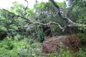 Delegación Municipal Punta del Indio