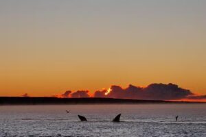 Den Dulk Viajes y Turismo