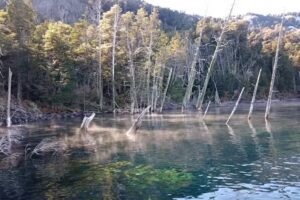 Destino Traful – Bosque Sumergido