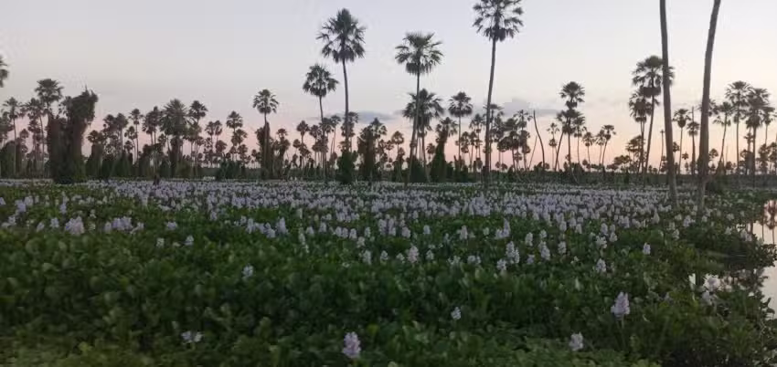 Dominguez Excursiones