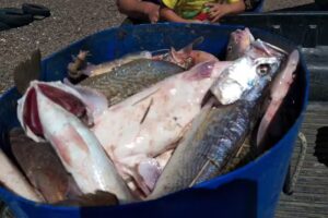 Don Pedro pesca embarcada