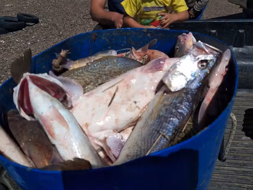 Don Pedro pesca embarcada