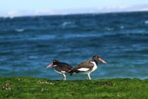 Doradillo Travel – Excursiones en Puerto Madryn & Península Valdés