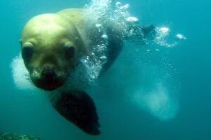 Dos Oceanos Viajes y Turismo