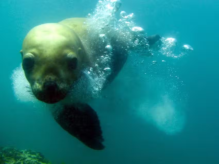Dos Oceanos Viajes y Turismo