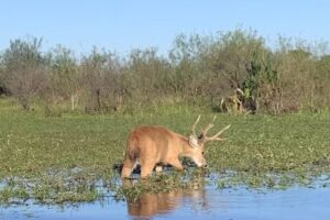 «El Paso Iberá» Cabañas & Excursiones