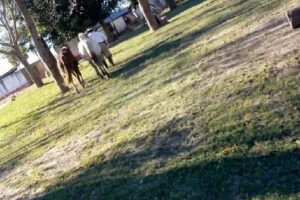 El Relincho de Mecho Aguilar