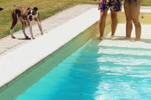 El sonar de los pájaros