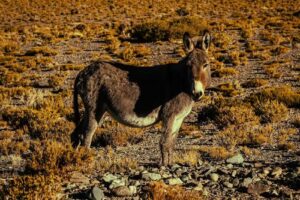 El Tata Turismo Aventura