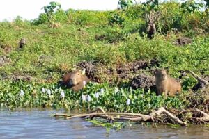 ESTERO ÑE’E Excursiones en Ibera