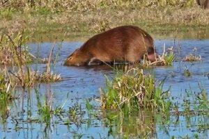 Excursión Irupé 🪷