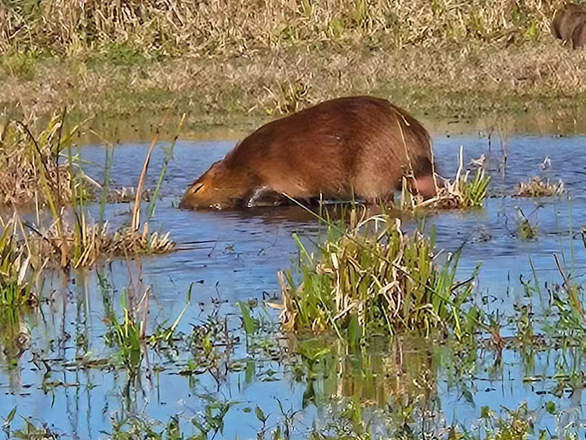 Excursión Irupé 🪷