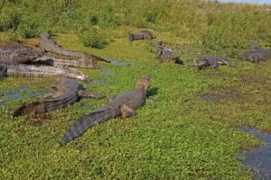 Excursiones “El Paso Ibera”