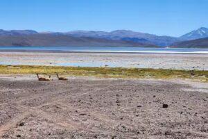 EXCURSIONES FIAMBALA TINOGASTA, «DOBLE TRACCION EXPERIENCE»