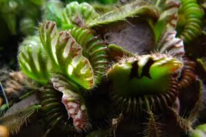 Excursiones Nocturnas Jurassic Plant (solo con reserva previa)