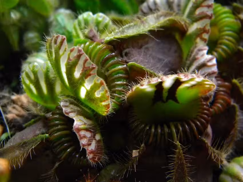 Excursiones Nocturnas Jurassic Plant (solo con reserva previa)