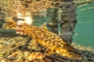 Flotada de Pesca, FLY FISHING. ( JAVIER VERA FISHING TRIP ) GUIAS..