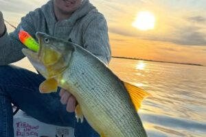 Guia de pesca embarcada | Fran Arregui