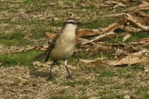 Humedal Educativo – RELL