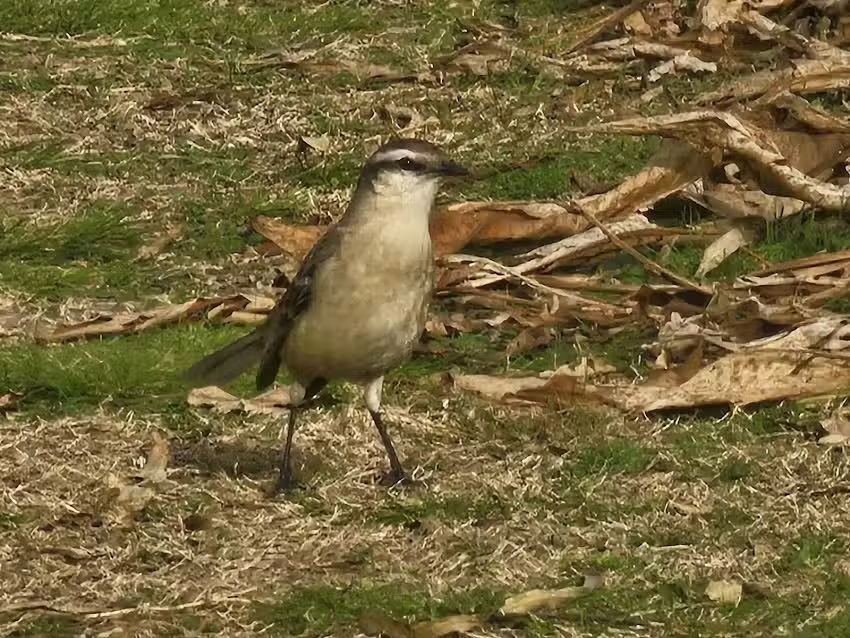 Humedal Educativo – RELL