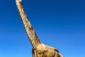 Información turista dinosaurio