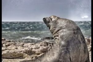 La Antonieta Estancia de Mar