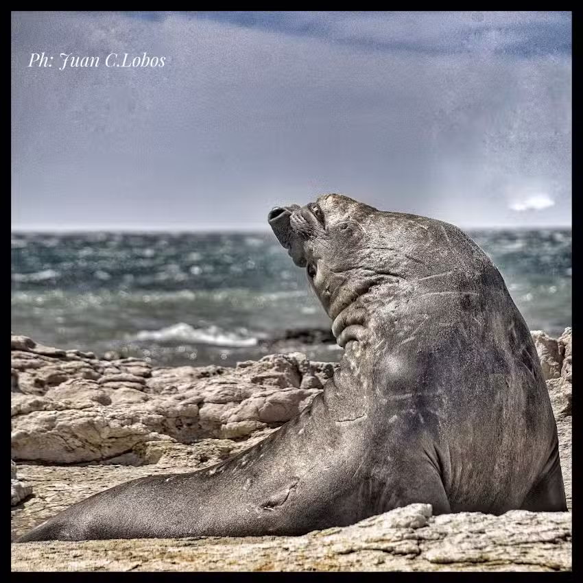 La Antonieta Estancia de Mar