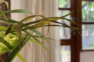 La casita de la esquina