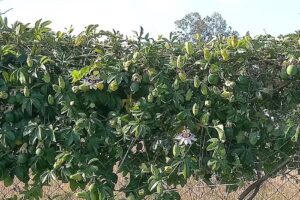 La Esquina del Olivo