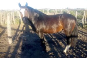 La zorrita act ecuestres