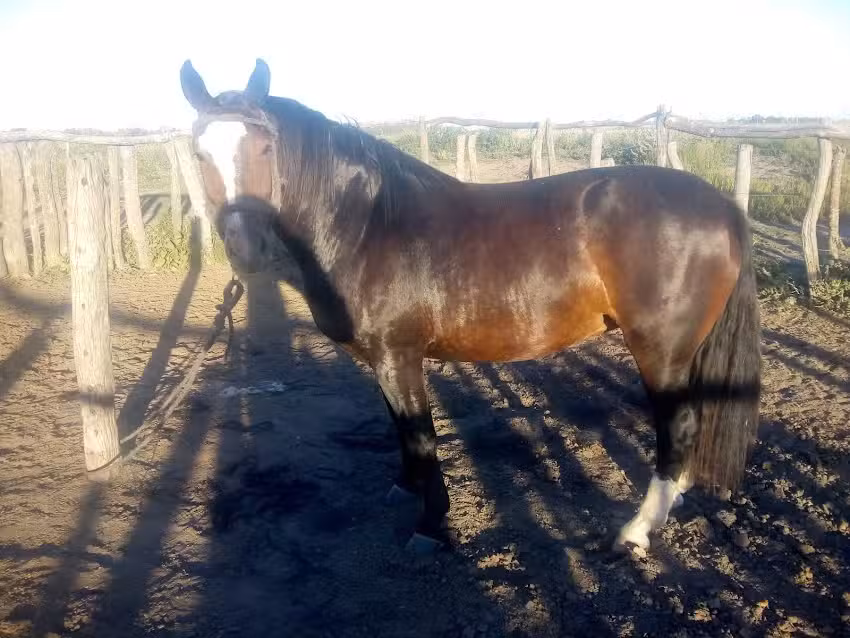 La zorrita act ecuestres