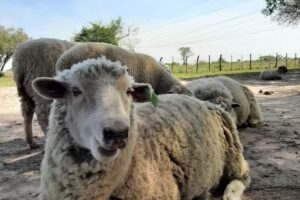 «Las Lagunas» Cabalgatas guiadas