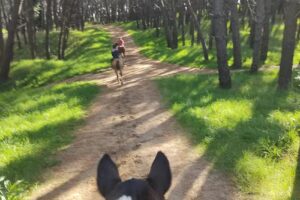 Los Alazanes cabalgatas guiadas