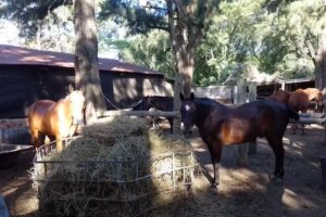 Los teros Pensionado equino