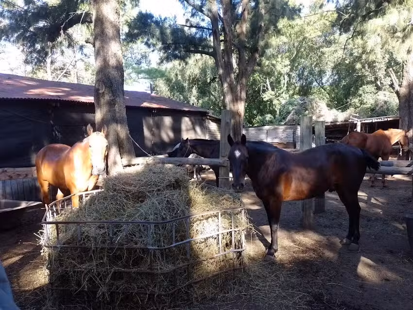 Los teros Pensionado equino