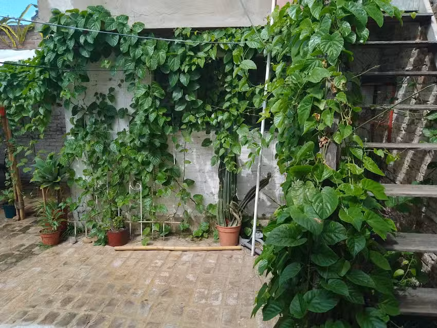 Los troncos del talar