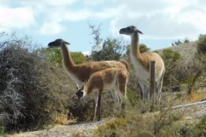 Madryn Private Tours | Shore Tours Excursion