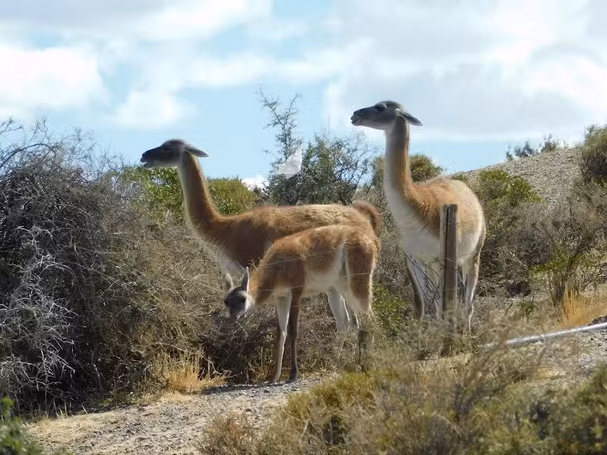 Madryn Private Tours | Shore Tours Excursion