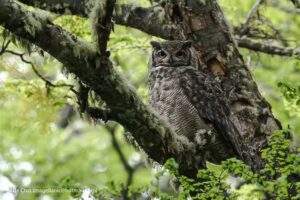 Magellanic Nature Tours