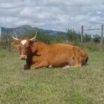 Mario Ibarra Viajes y Turismo EVT Leg. 14153