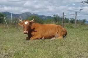 Mario Ibarra Viajes y Turismo EVT Leg. 14153