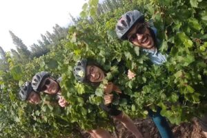 Martin’s Bikes Wine Tours
