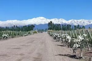 Mauri Garcia Turismo