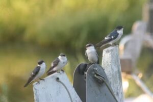 Navegando Ituzaingó