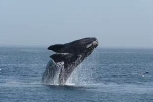 NyC Travel Patagonia