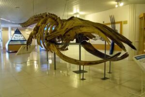 Odisea Patagónica – Viajes